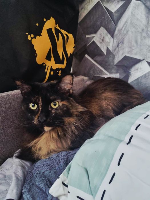 Piękna młodziutka Maine Coon
