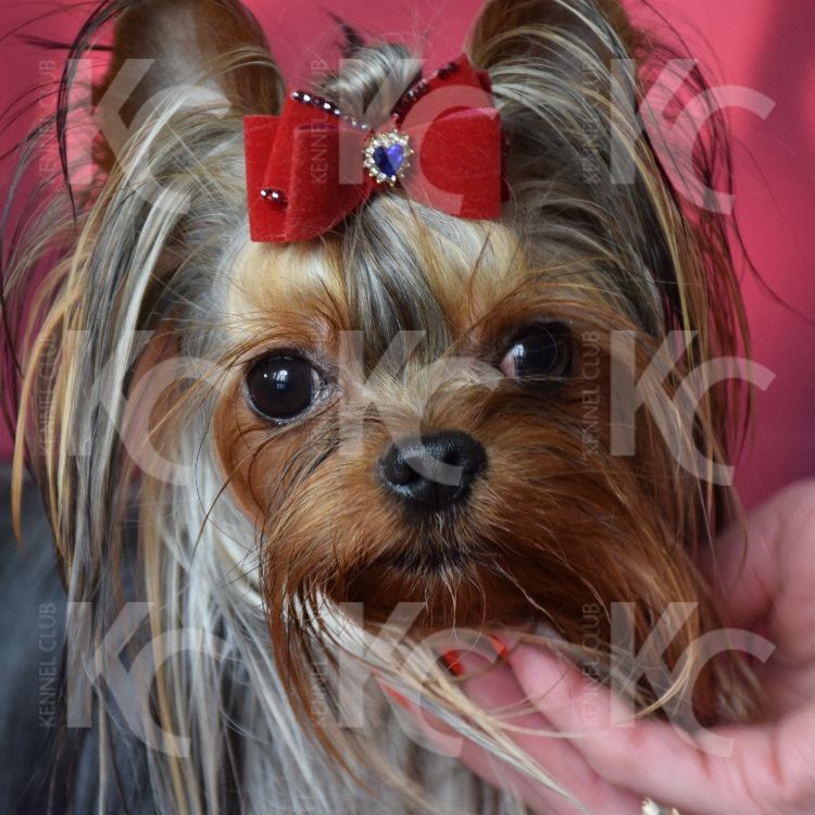 York Reproduktor z UA yorkshire terrier