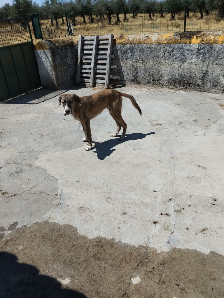 Rafeiro alentejano com 7 meses