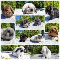 Mini lop rasowy metryka legalna hodowla królik miniaturka baranek