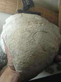 Fóssil bivalve Jurássico