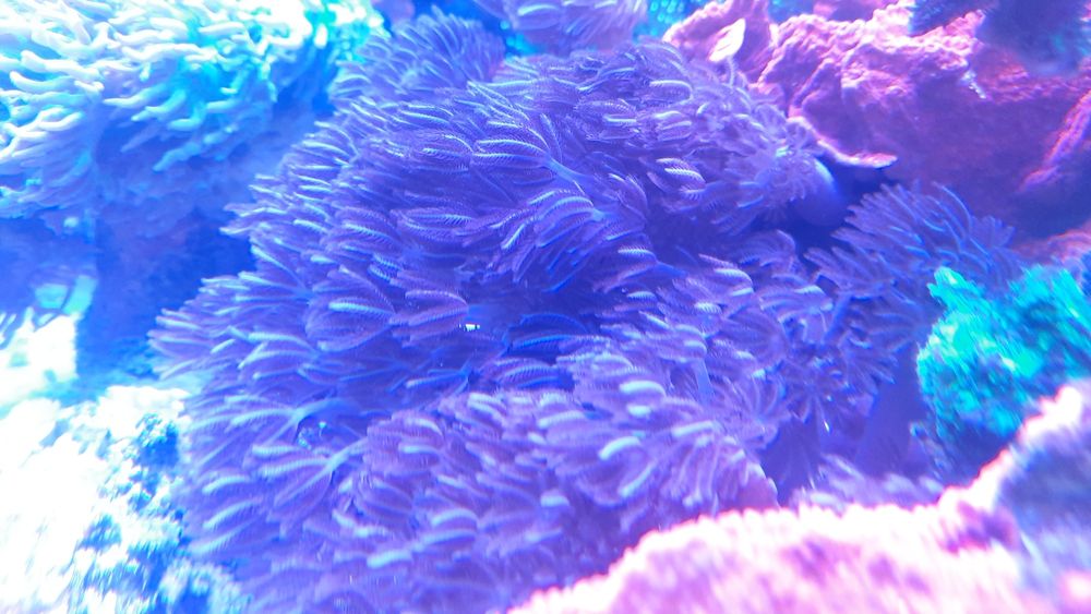 Xenia Elongata Morskie