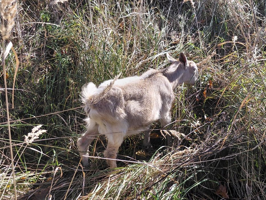 Cap capek kozioł koziołek ur. 23.07.2025