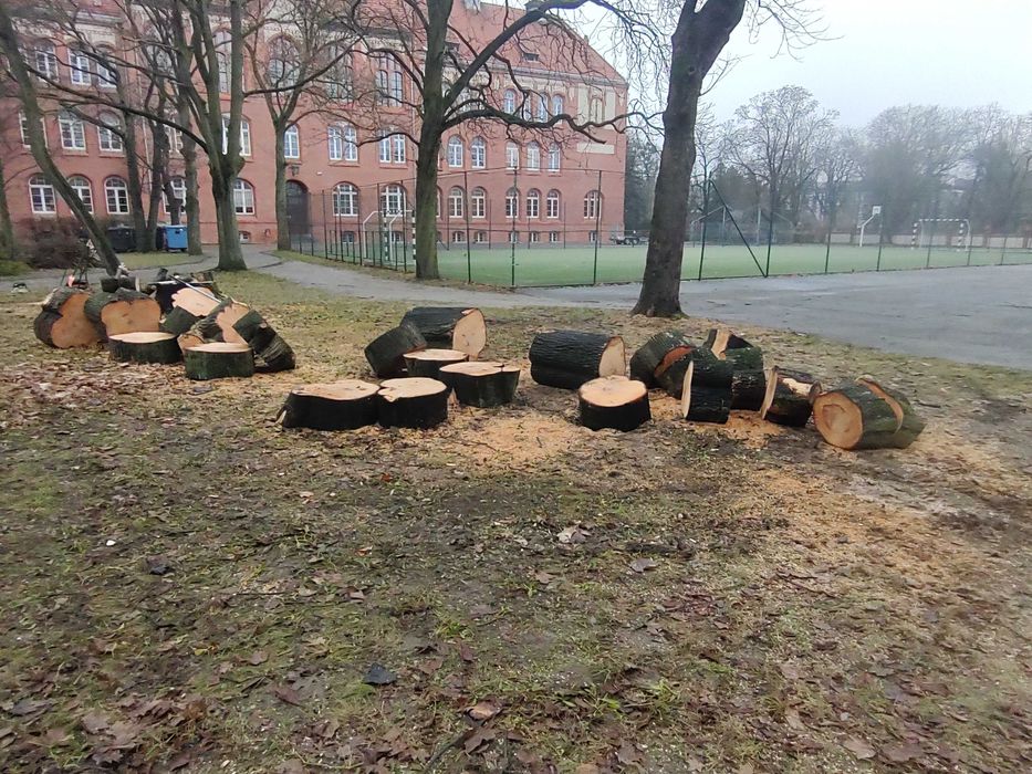 Wycinki drzew ciecia drzew karczowanie korzeni gałęzie pilarz drwal