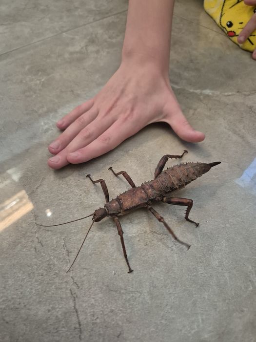 Straszyki nowogwinejski