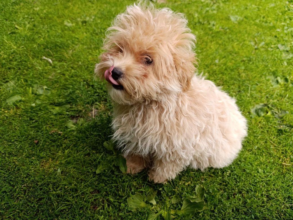 Maltipoo cudowna suczka