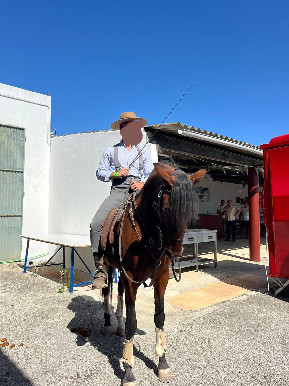 Poldro lusitano com 5 anos