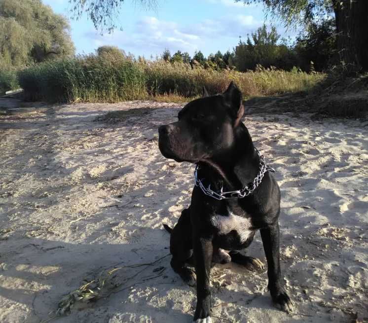 Предлагаю для вязки кобеля пит-бультерьера в Харькове.