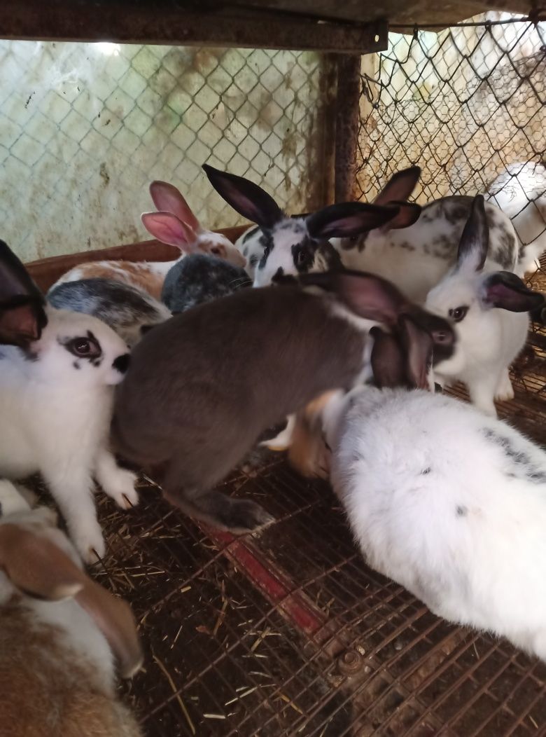 Vendo coelhos e galinhas