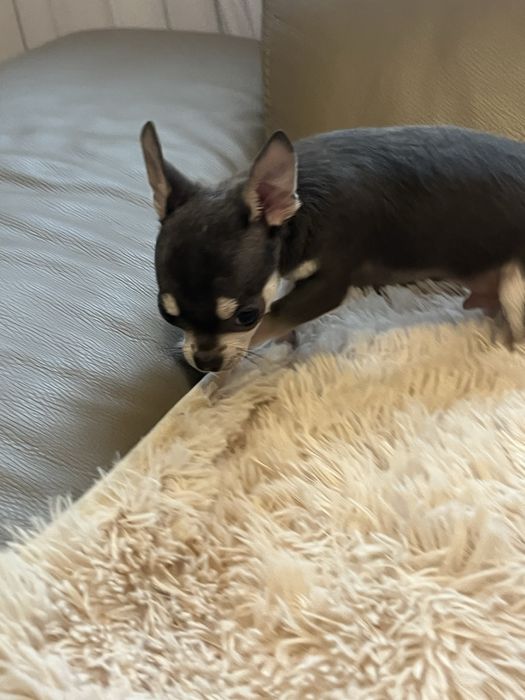 Cudowny piesek chihuahua niebiesko podpalany do odbioru