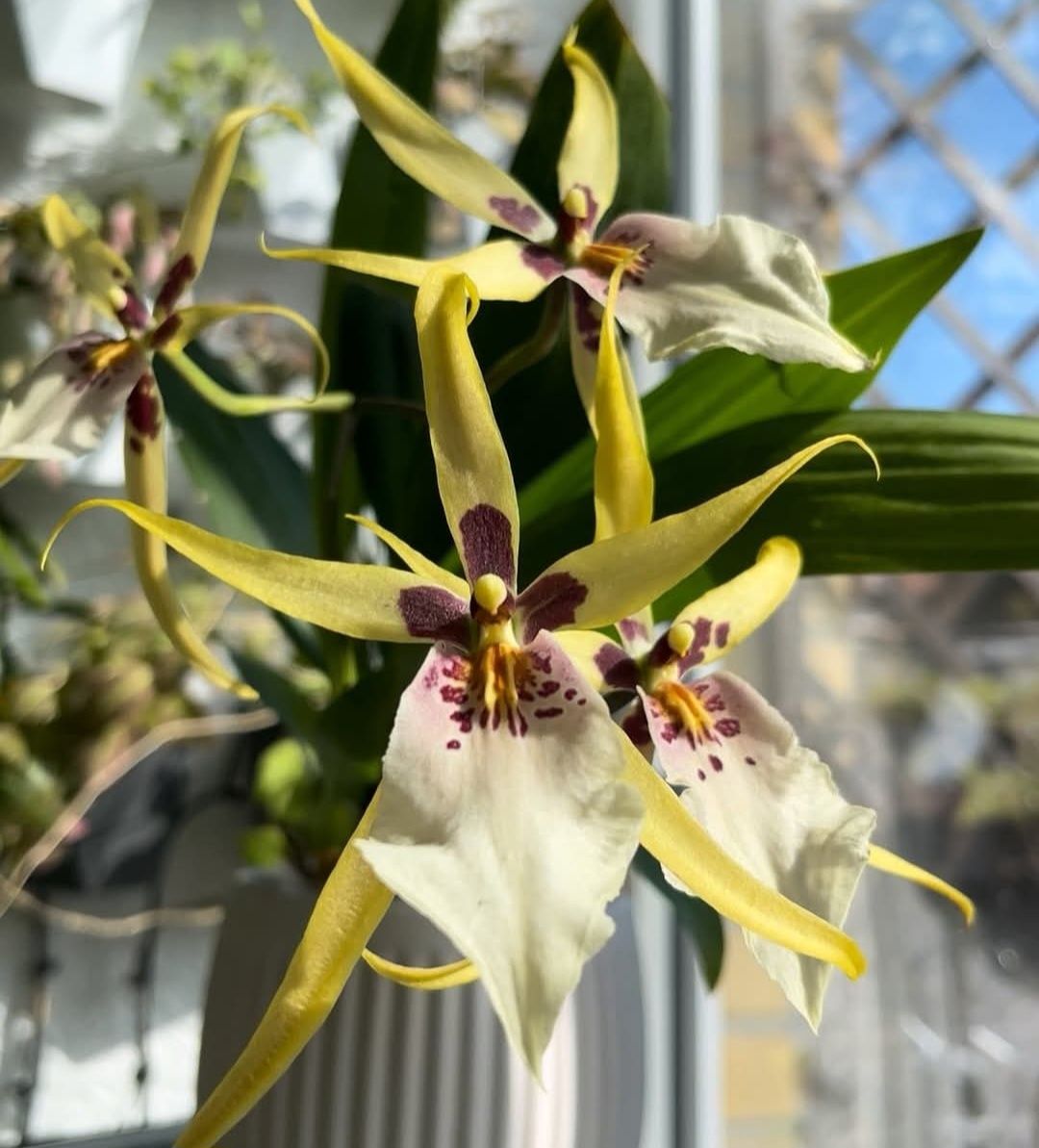 Storczyk Brassia