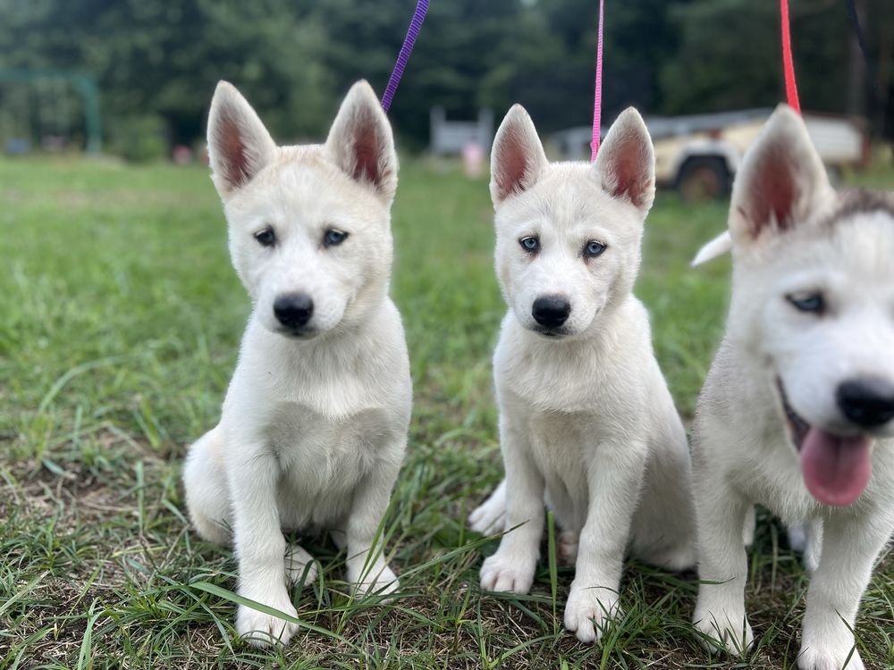 REZERWACJA Husky Siberian/Syberian
