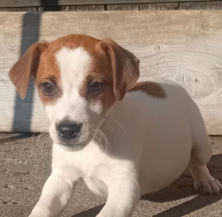Jack russell terrier