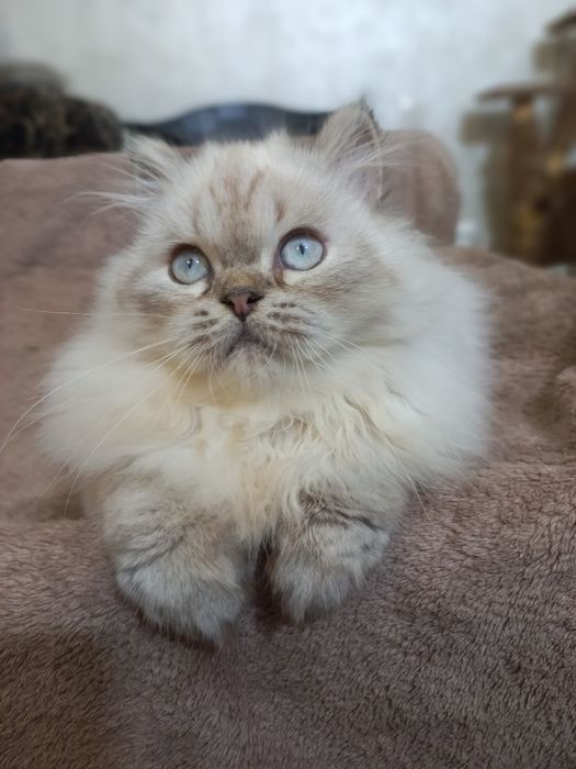Пушистый персидский котёнок