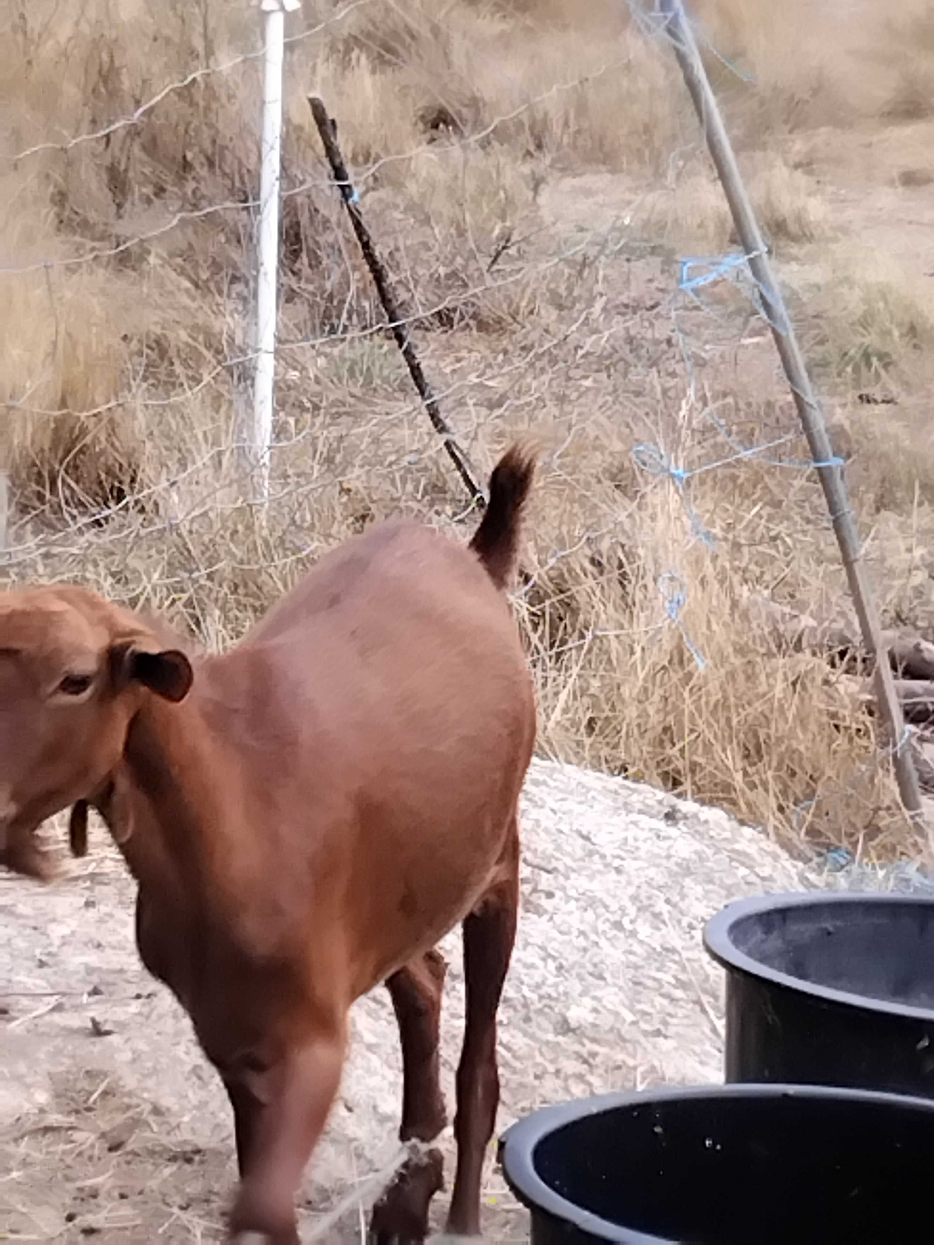 Chibo para venda