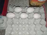 Ovos de perú galados