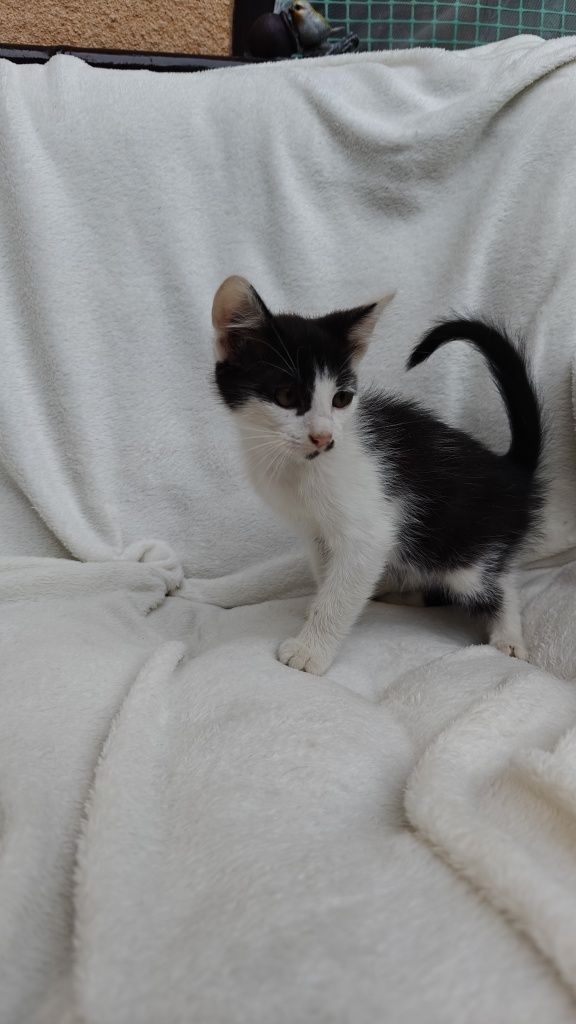 Oreo - kocurek do oddania