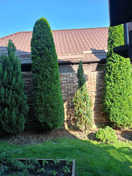 Стрижка чистка туй ялівців