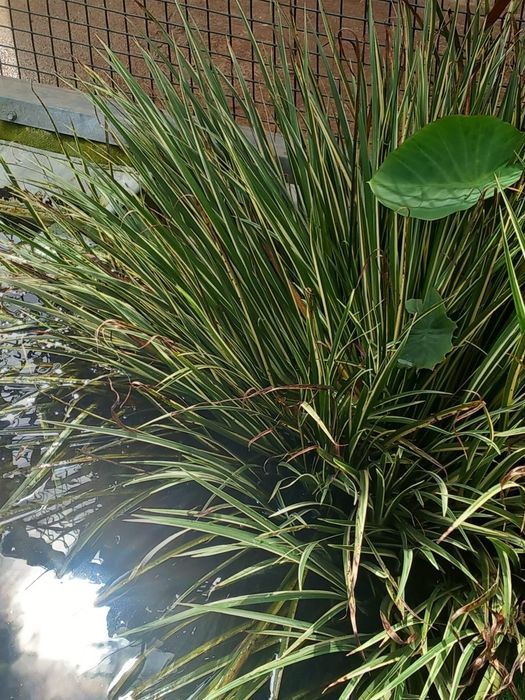 Plantas para lagos