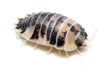 Porcellio laevis - isopody "Dairy Cow"
