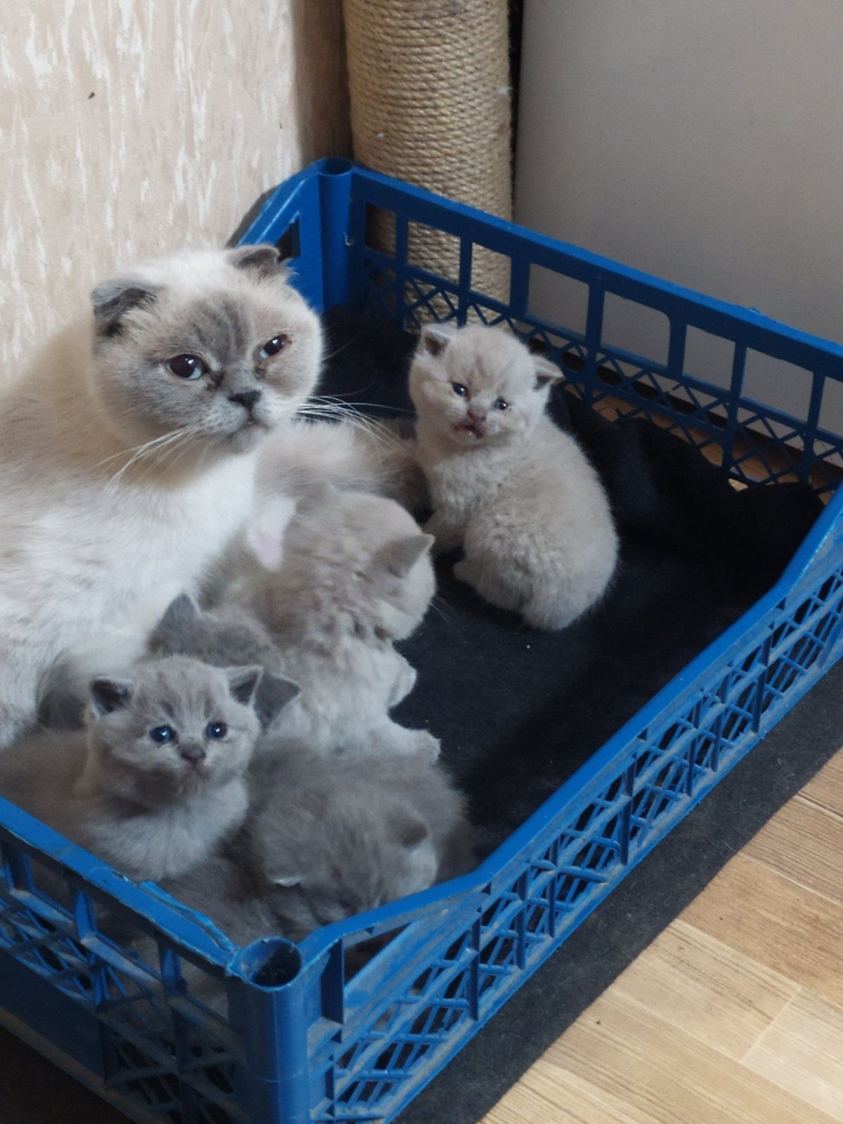 Кошенята шотландці