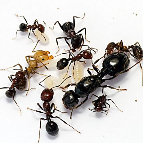 Муравьиная ферма (Формикарий) для messor structor (муравей жнец )