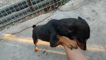 Pinsher cavalinho para adopção