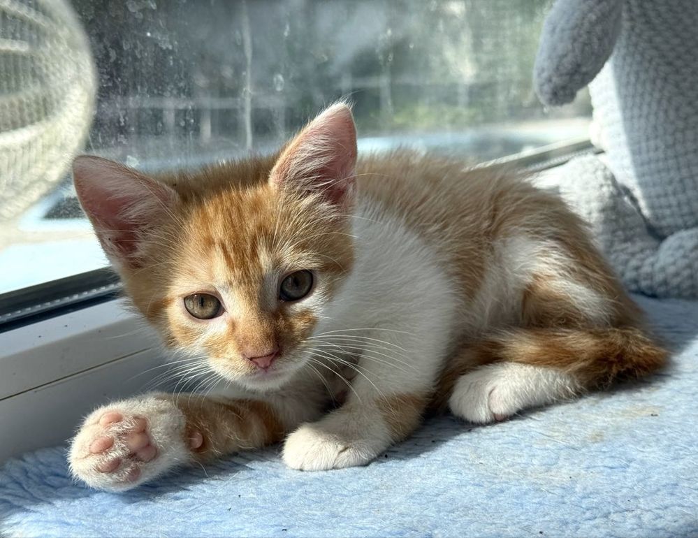 Кошеня киця 2 міс