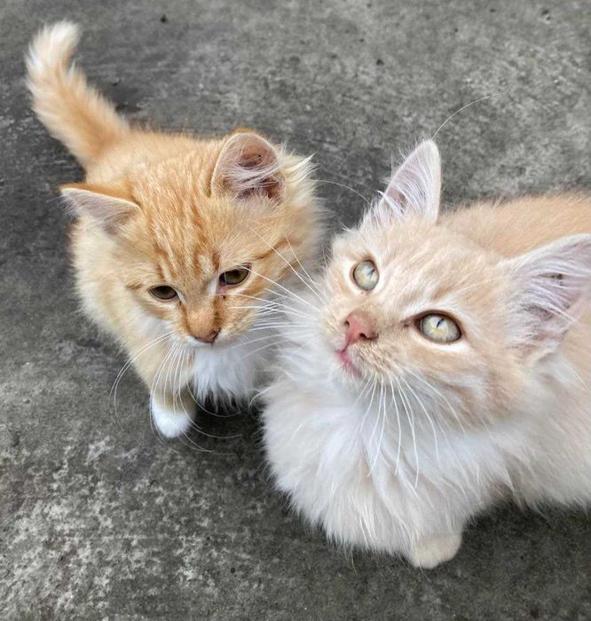 Красиві котики шукають добрих господарів