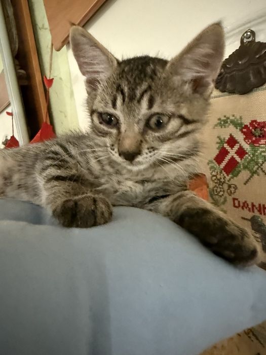 3х месячные котята.