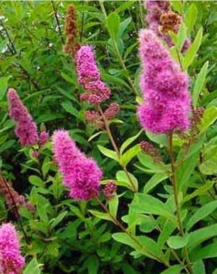 Bergenie,Konwalie,Liliowce,Rośliny starodawne