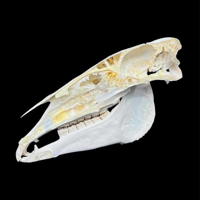 Czaszka konia z żuchwą, połowa czaszki do nauki, weterynaria