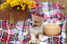 Welsh Corgi Pembroke FCI piesek