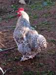 Ovos de Malines Pedres