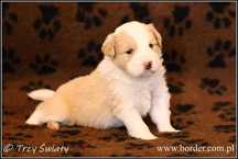psy szczeniaki Border Collie suczka ee red ZKwP FCI