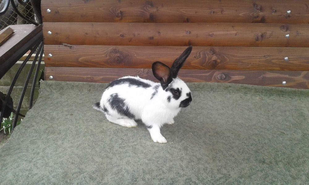 Кролі різних порід