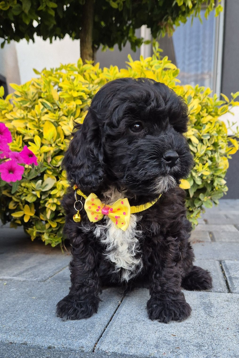Shihpoo hybryda ras Samiec