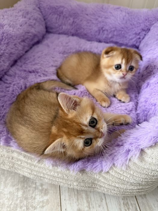 Шотландці, кошенята золота шиншила