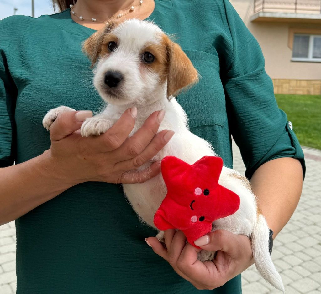 Jack Russell Terrier ZKwP FCI
