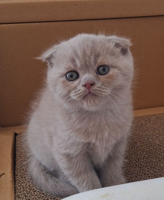 Fêmea scottish fold lilás