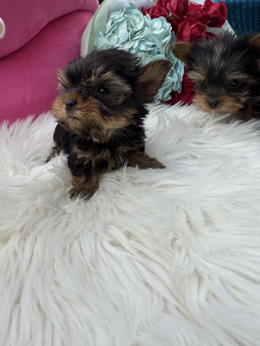 Супер міні йорк терєр