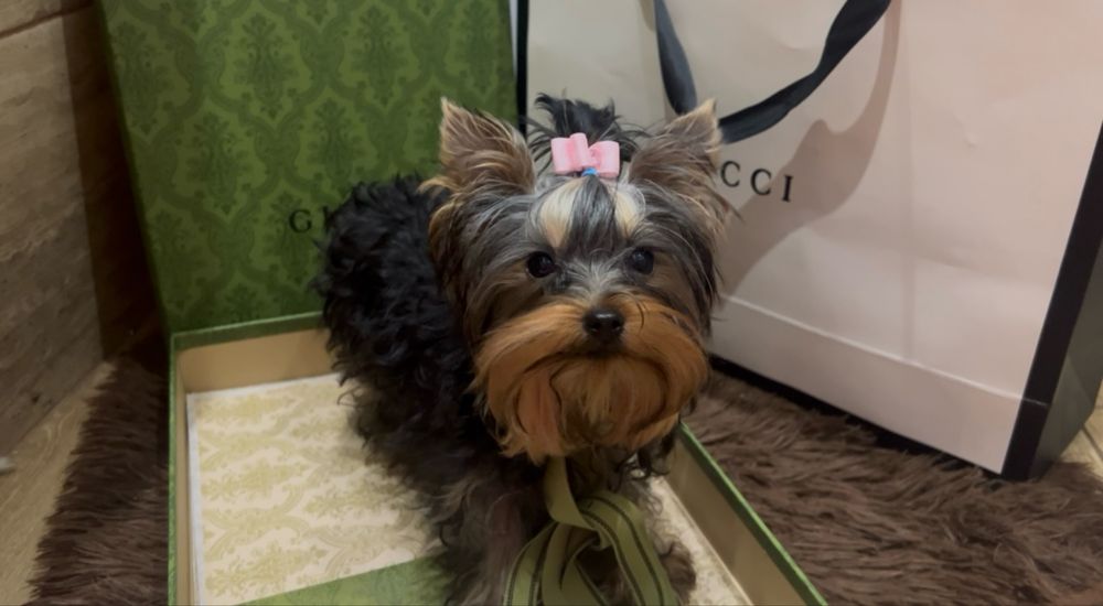 Девочка йоркширский терьер со всеми документами КСУ беби фейс