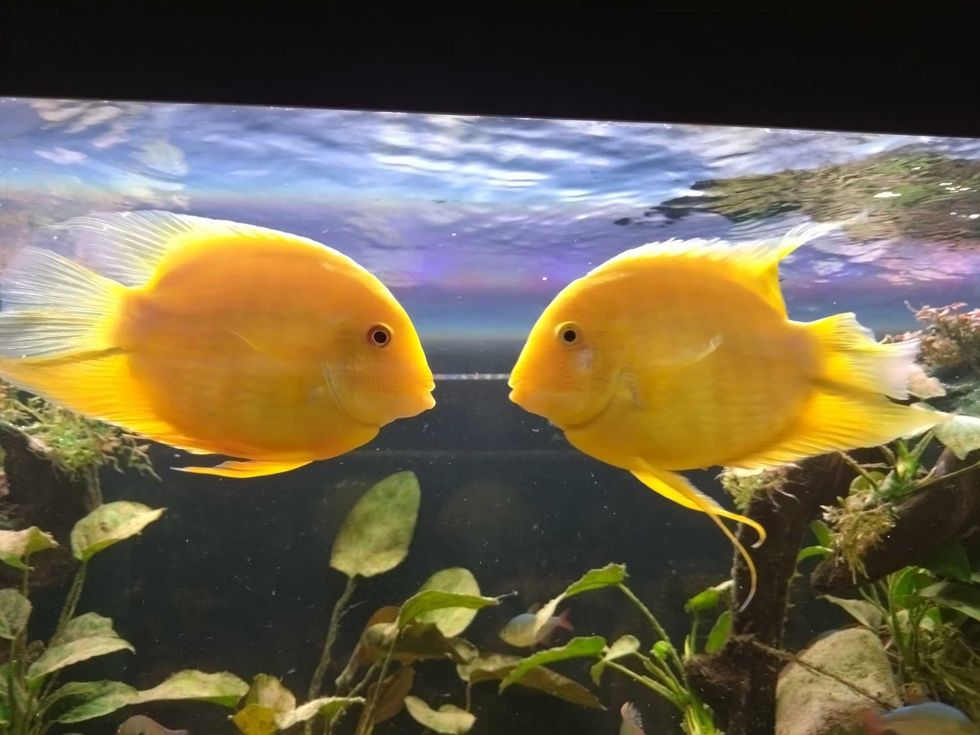 Pielęgnica severum gold - Dorosłe