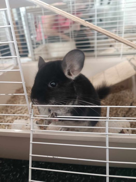 Samczyk szynszyla Czarna Perła