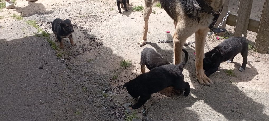 Віддам цуциків у гарні руки