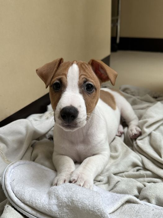 Джек Рассел терʼєр