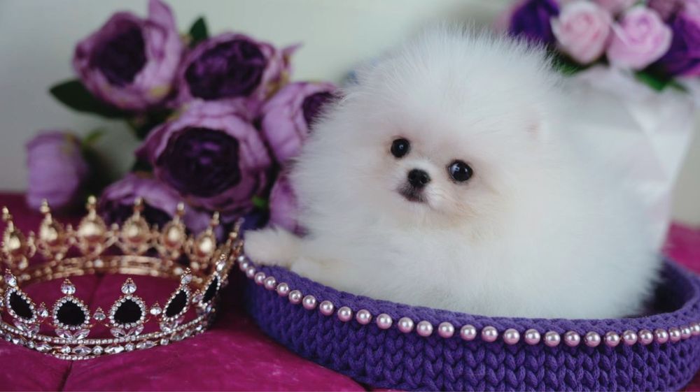 Szpic miniaturowy pomeranian (dziewczynka)