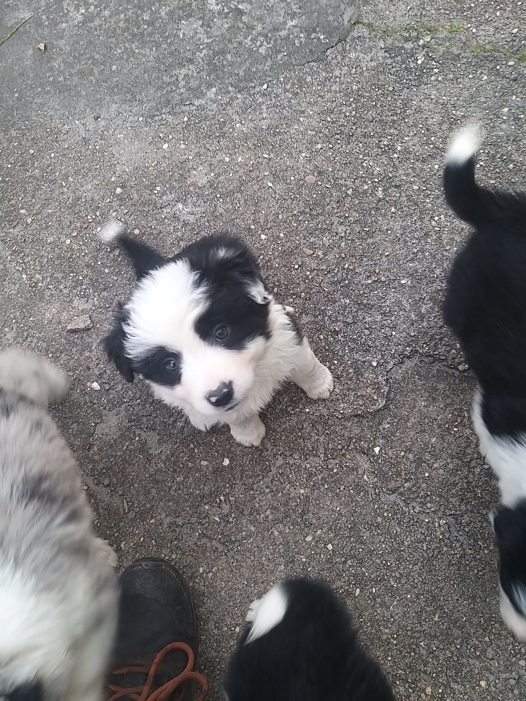 Border collie C/LOP