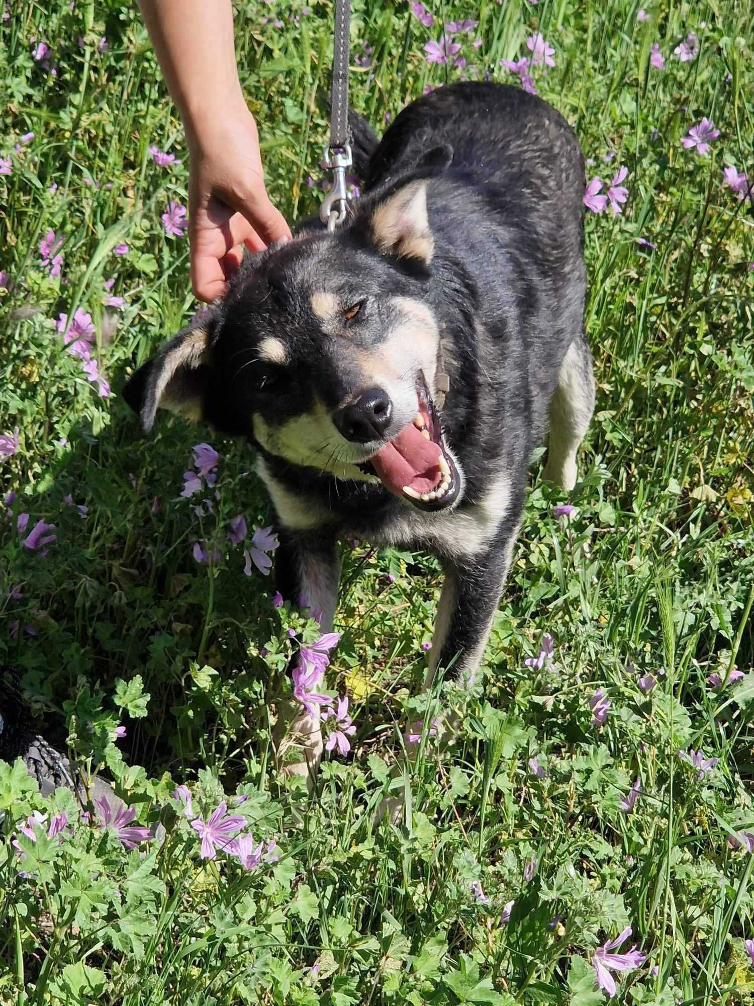 USZATEK-wiecznie uśmiechnięty pies. Uratowany w Bułgarii.