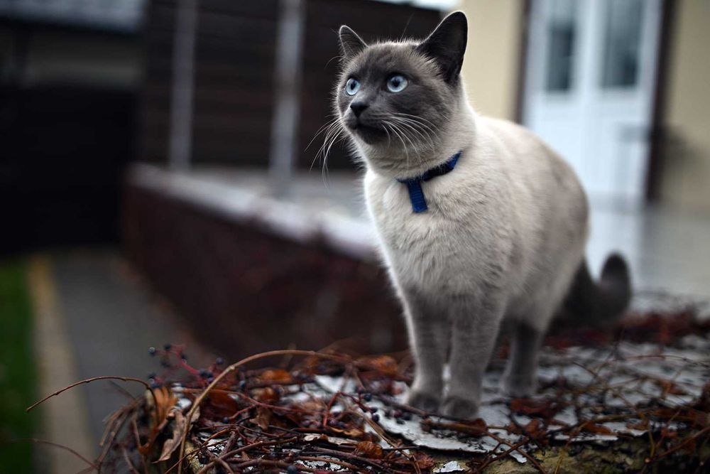 Canon/Rokinon 35mm 1:1.4 AS UMC світлосильний мануальний ширококутник